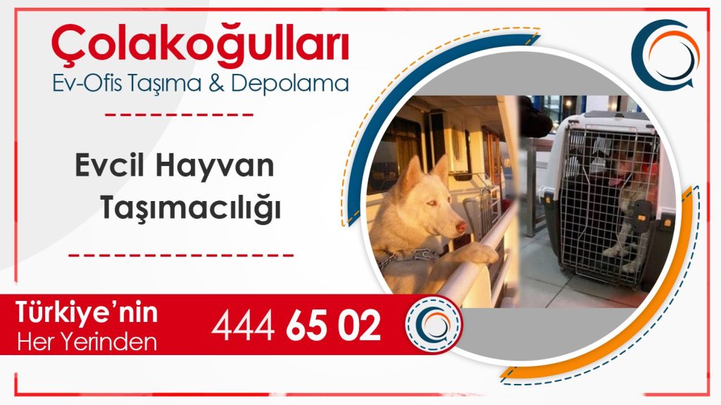 Evcil Hayvan Taşıma